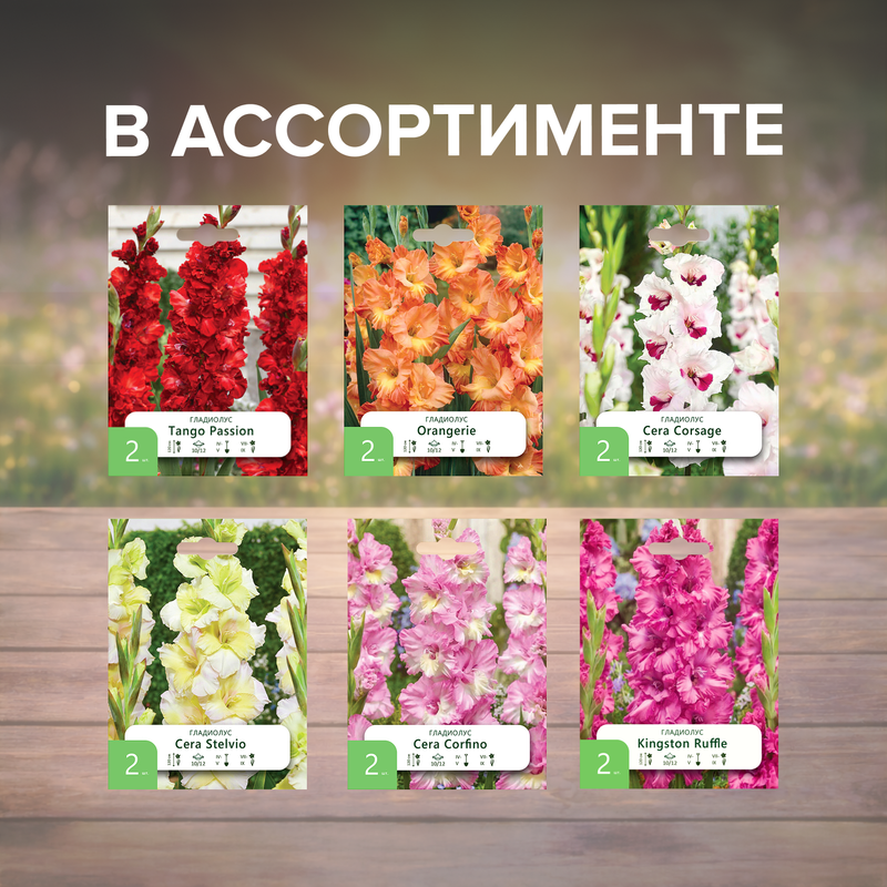 Луковицы "Гладиолус", Петрофлора, 2 шт., в ассортименте